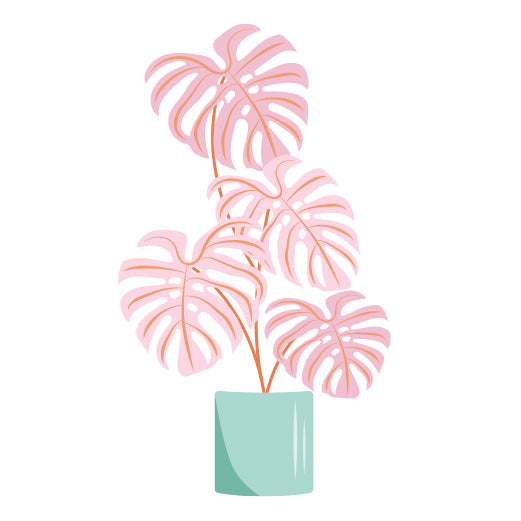 Potted Pink Monstera