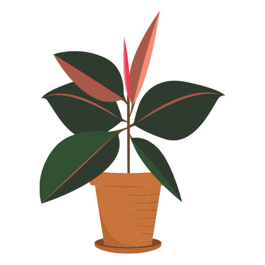 Ficus Dark Plant | Print & Cut File