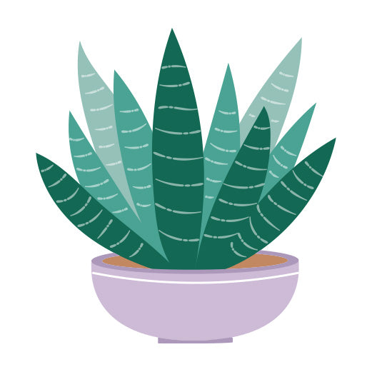 Haworthia Succulent | Print & Cut File