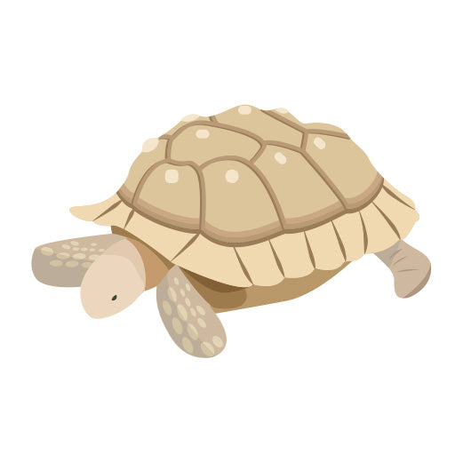 Tortoise | Print & Cut File