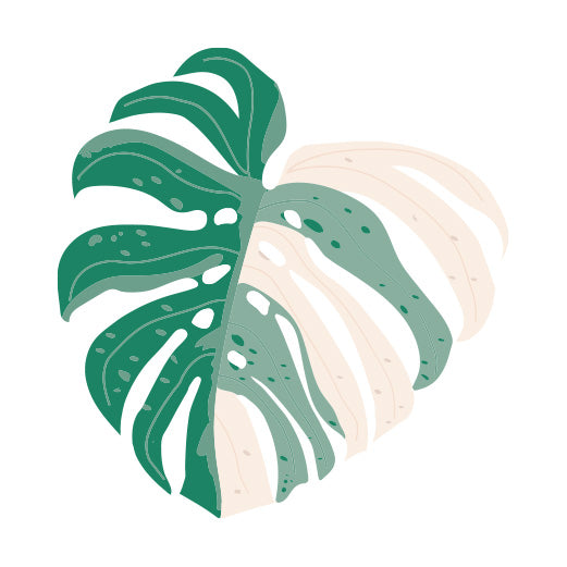 cut monstera leaf Variegated Monstera Leaf